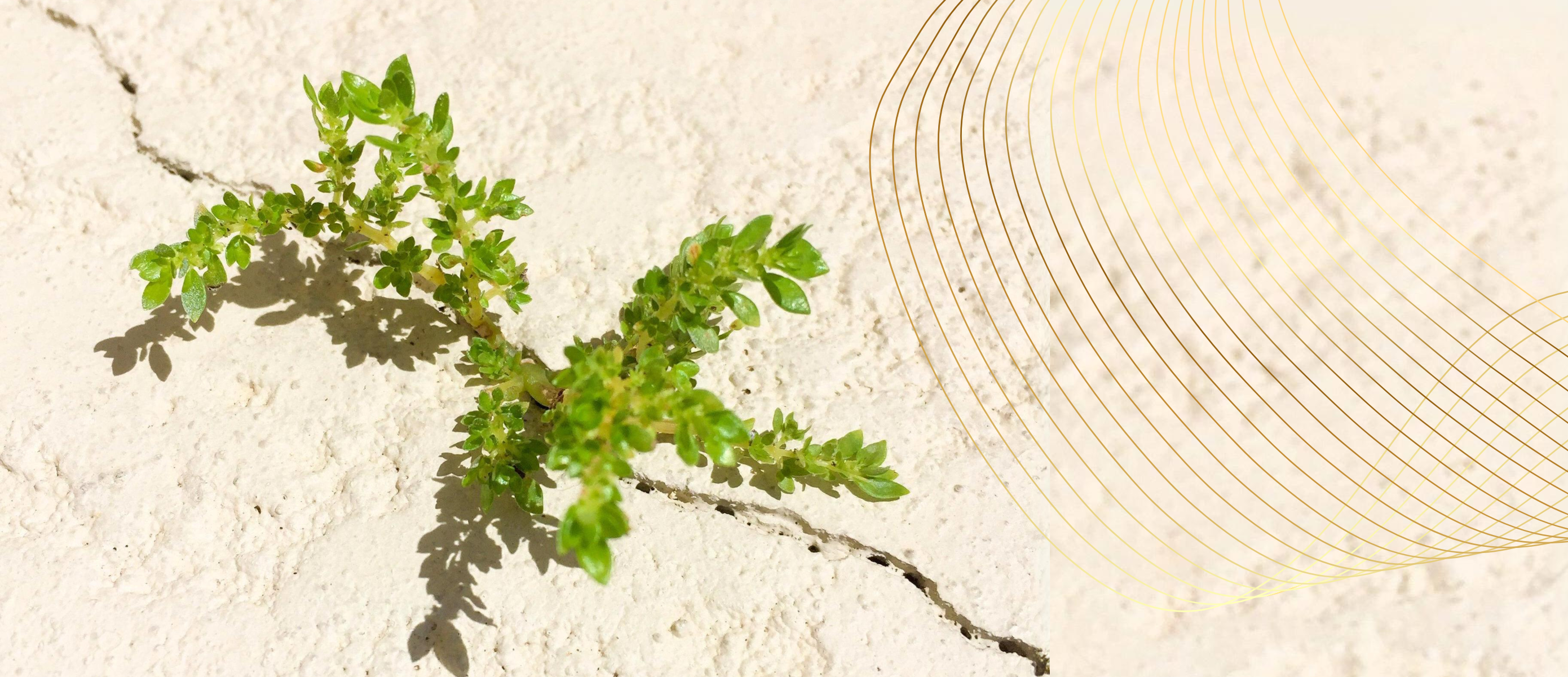 Schlüsselfaktor für Projekterfolg